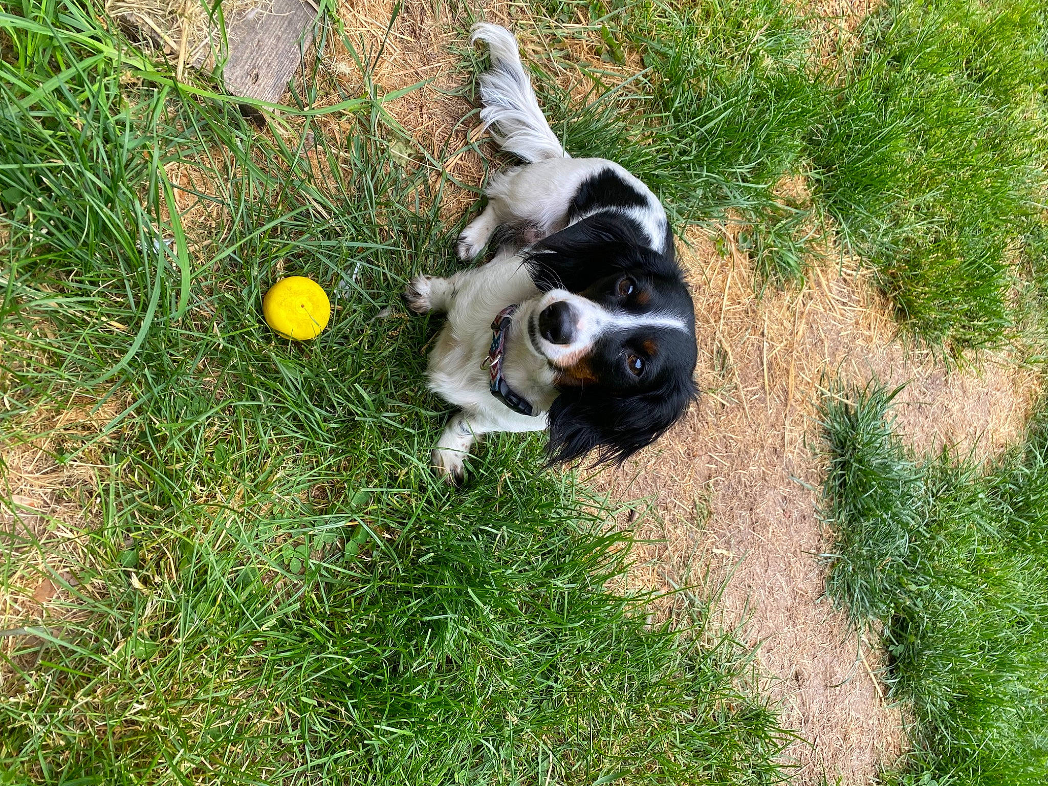Daisy Bean is registered to the contest to win money with this photo: ball, canidae, carnivore, companion_dog, dog, dog_breed, dog_supply, fawn, grass, lawn, non_sporting_group, pasture, plant, puppy, snout, sporting_group, tail, terrestrial_animal, toy_dog, working_animal