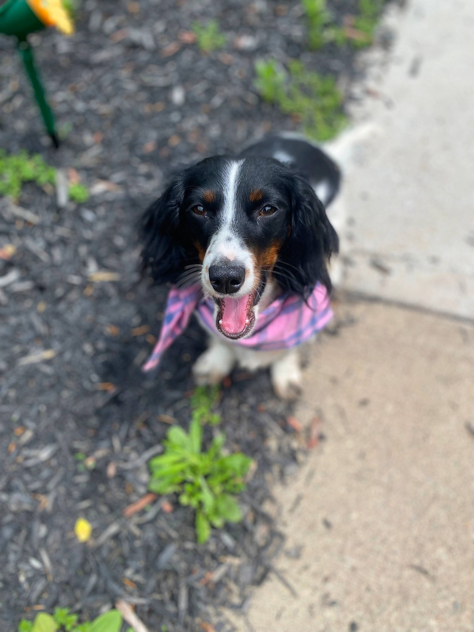 Daisy Bean joined the competition — help win amazing prizes! bernese_mountain_dog, canidae, carnivore, companion_dog, dog, dog_breed, dog_supply, fur, grass, gun_dog, herding_dog, hunting_dog, plant, snout, soil, sporting_group, terrestrial_animal, working_dog