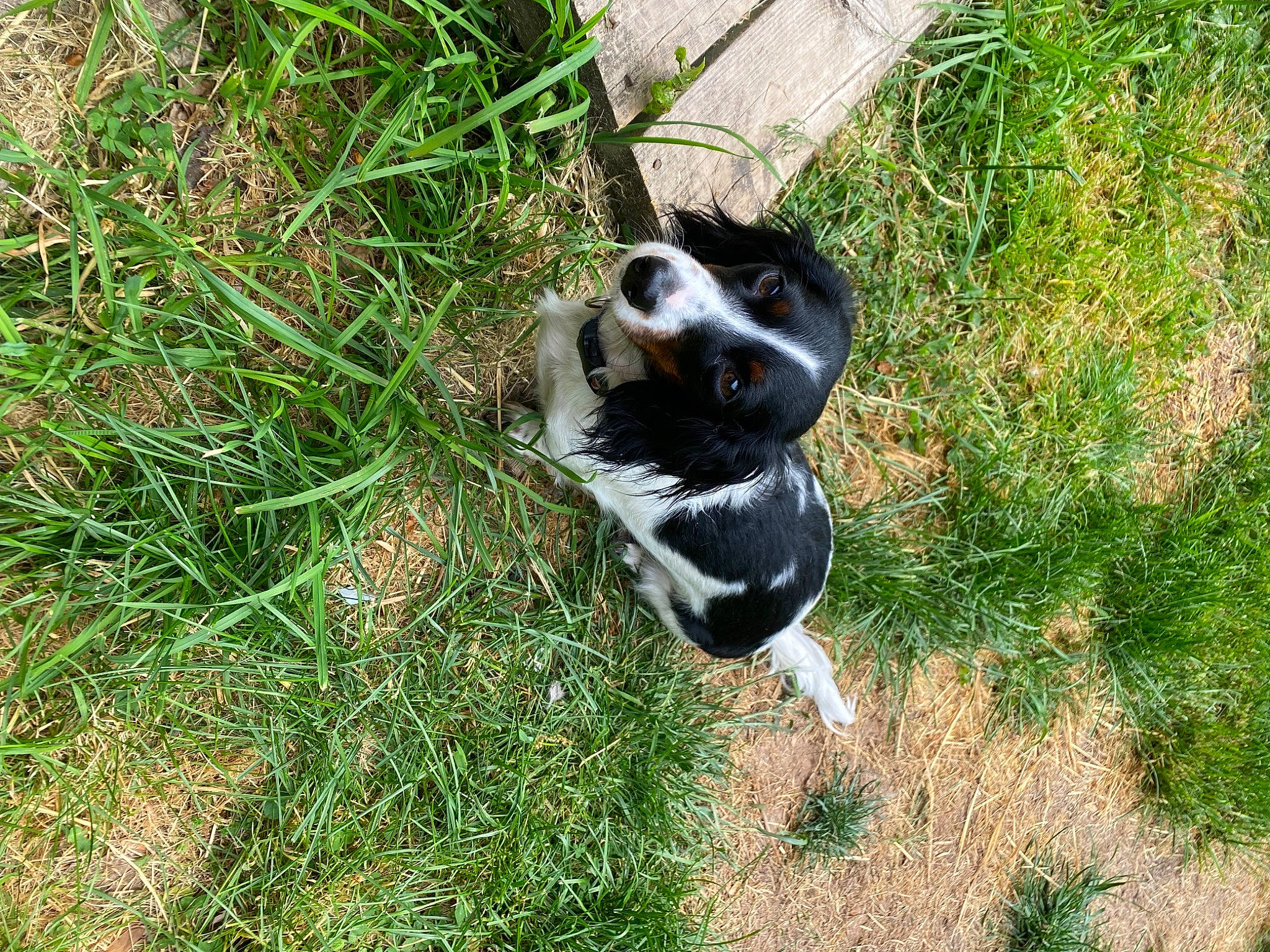 Daisy Bean joined the competition — help win amazing prizes! australian_cattle_dog, carnivore, companion_dog, dalmatian, dog, dog_breed, grass, grassland, groundcover, herding_dog, non_sporting_group, paw, plant, puppy, soil, sporting_group, tail, terrestrial_animal, whiskers, working_dog