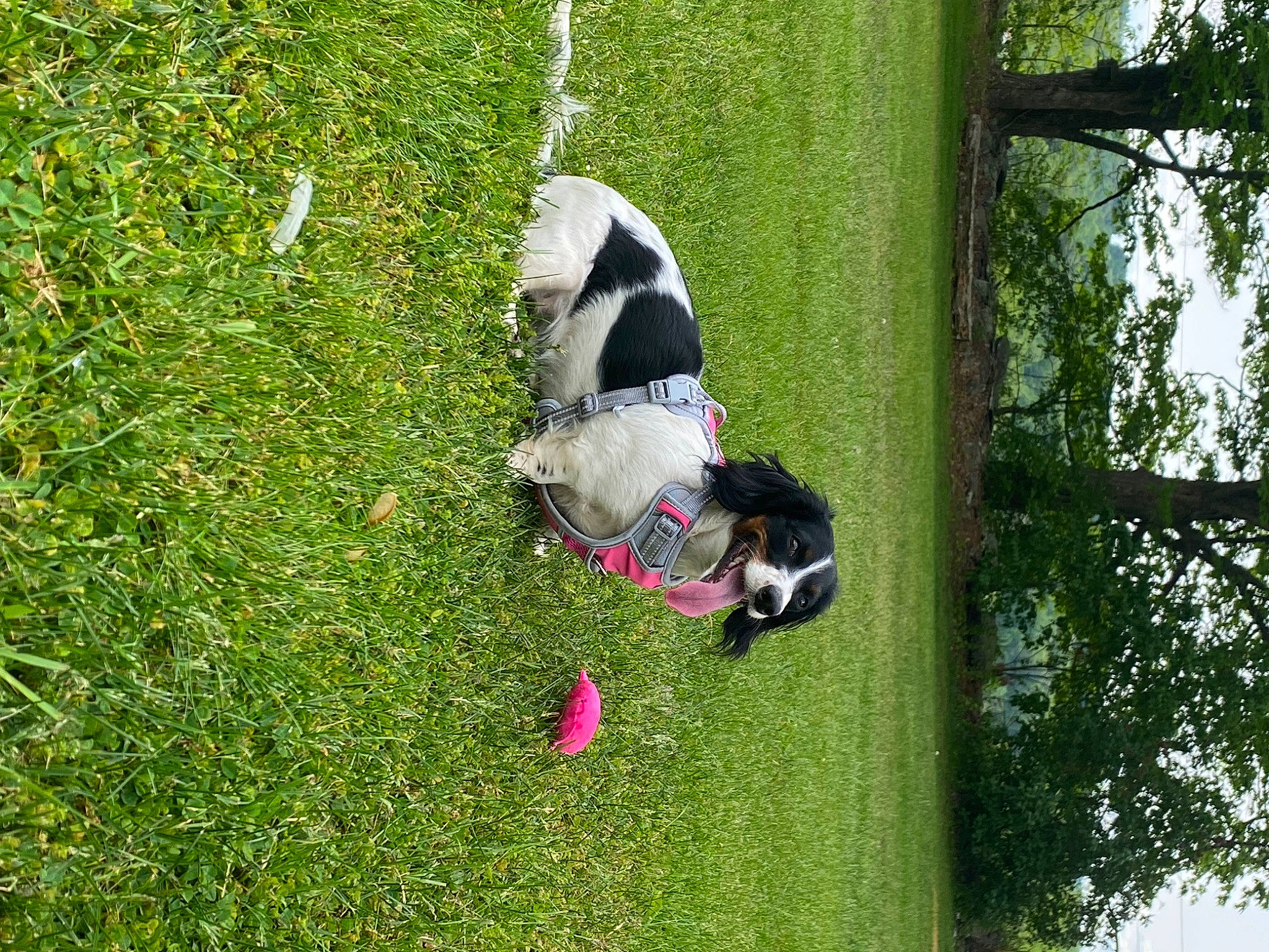 Daisy Bean joined the competition — help win amazing prizes! adventure, canidae, carnivore, companion_dog, dog, dog_breed, grass, grassland, groundcover, lawn, leisure, non_sporting_group, pet_supply, plant, recreation, shrub, sporting_group, tail, tree, trunk