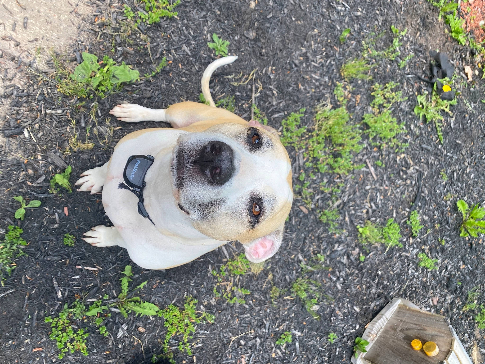 Spot joined the competition — help win amazing prizes! ball, carnivore, companion_dog, dog, dog_breed, dog_collar, dog_supply, fawn, grass, groundcover, lawn, plant, soil, sporting_group, tail, terrestrial_animal, toy, toy_dog, whiskers, working_animal