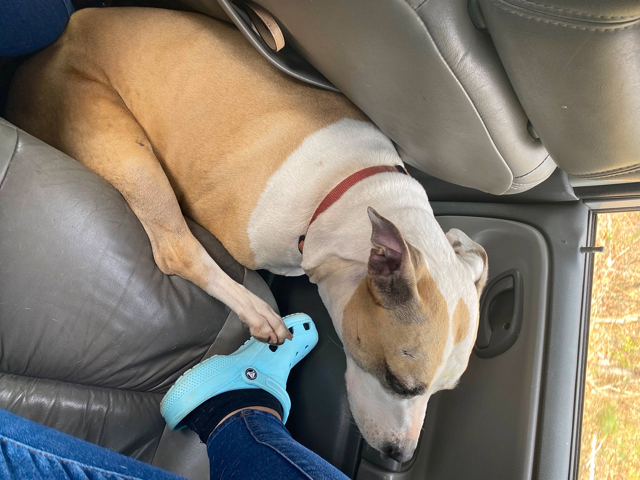 Spot is registered to the contest to win money with this photo: auto_part, automotive_design, car, car_seat, car_seat_cover, carnivore, comfort, companion_dog, dog, dog_breed, fawn, foot, head_restraint, human_leg, knee, motor_vehicle, thigh, vehicle, vehicle_door, white