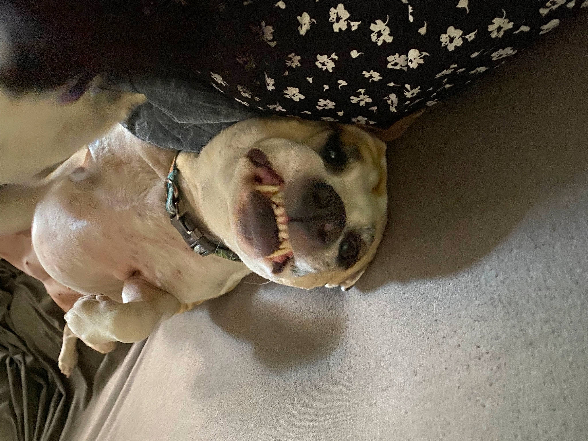 Spot is registered to the contest to win money with this photo: canidae, carnivore, collar, companion_dog, dog, dog_breed, dog_collar, ear, eyewear, fawn, glasses, jaw, leash, pet_supply, smile, snout, sporting_group, sunglasses, whiskers, working_animal