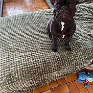 Oreo a rejoint le concours — aidez-le/la à gagner de superbes lots ! animal, black_dog, blanket, brown_tiles, companion, couch, cozy, cute, dog, ears_up, floor, french_bulldog, home, indoor, looking_up, pet, small_dog, textured_blanket, tile_floor, toy