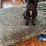 animal, black_dog, blanket, brown_tiles, companion, couch, cozy, cute, dog, ears_up, floor, french_bulldog, home, indoor, looking_up, pet, small_dog, textured_blanket, tile_floor, toy