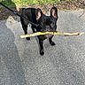 Oreo participe au concours pour gagner de l'argent avec cette photo : animal, black_dog, cute, dog, ears, french_bulldog, grass, leash, mouth, nature, outdoor, pavement, pet, playful, shadow, small_dog, standing, stick, sunlight, walking