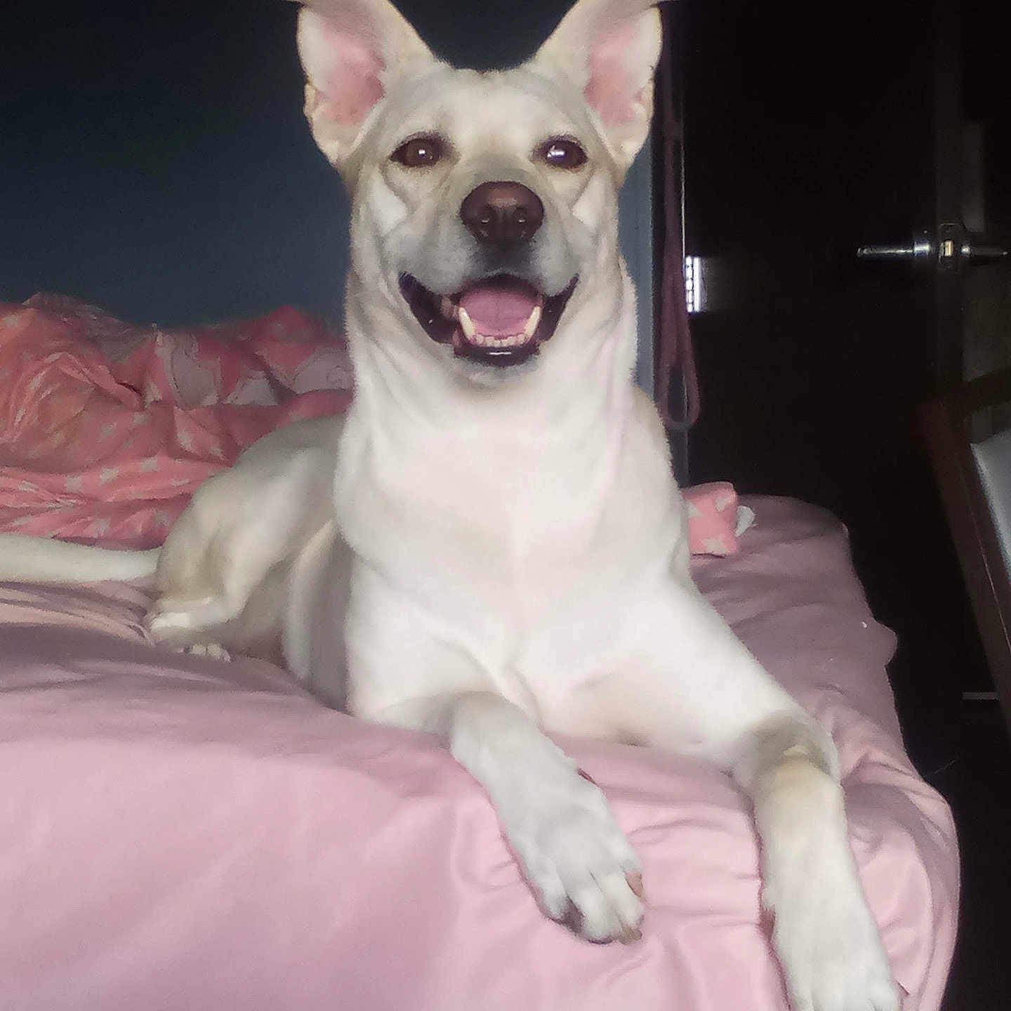 Dixie Leigh