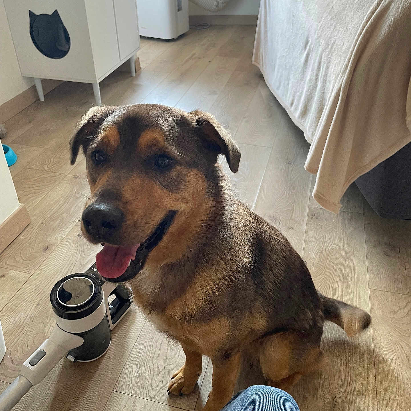 Ulyss participe au concours pour gagner de l'argent avec cette photo : animal, appliance, bed, bedroom, blowdryer, canine, device, dog, dogbed, electricaldevice, furniture, hardwood, hound, indoors, interiordesign, person, pet, puppy, sitting, wood