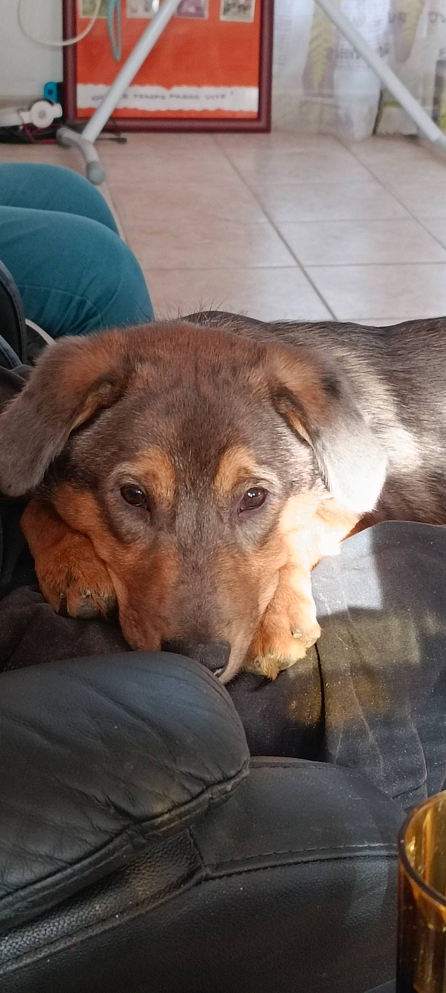 Ulyss a rejoint le concours — aidez-le/la à gagner de superbes lots ! canidae, carnivore, comfort, companion_dog, dog, dog_breed, ear, fawn, flooring, fur, nap, puppy, sleep, sporting_group, street_dog, terrestrial_animal, whiskers, working_animal, working_dog, working_terrier