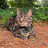 Finnley joined the competition — help win amazing prizes! animal, cat, closeup, collar, daylight, forest_floor, fur, greenery, harness, leaves, lying_down, mammal, nature, outdoor, pet, pine_needles, relaxed, tabby_cat, whiskers, wildlife
