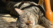 Finnley is registered to the contest to win money with this photo: animal, carpet, cat, closeup, cozy, domestic_animal, feline, fur, indoor, nap, peaceful, pet, relaxed, resting, sleeping, striped, sunlight, tabby, whiskers, wooden_chair_leg