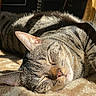 animal, carpet, cat, closeup, cozy, domestic_animal, feline, fur, indoor, nap, peaceful, pet, relaxed, resting, sleeping, striped, sunlight, tabby, whiskers, wooden_chair_leg