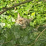 Finnley is registered to the contest to win money with this photo: animal, branch, cat, closeup, daylight, environment, feline, flora, greenery, ivy, leaf, nature, outdoor, peaceful, pet, relaxed, resting, sunlight, sunny, wildlife