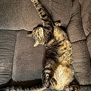 Finnley joined the competition — help win amazing prizes! animal, brown, cat, comfortable, couch, cozy, domestic, fur, furniture, home, indoor, paw, pet, relaxation, resting, sleeping, stretching, tabby, tail, texture