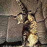 animal, brown, cat, comfortable, couch, cozy, domestic, fur, furniture, home, indoor, paw, pet, relaxation, resting, sleeping, stretching, tabby, tail, texture