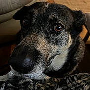 Kona is registered to the contest to win money with this photo: animal, blanket, brown_eyes, canine, close_up, cozy, curious, dog, domestic, ears, fur, furniture, home, indoor, looking, muzzle, pet, portrait, snout, soft_light