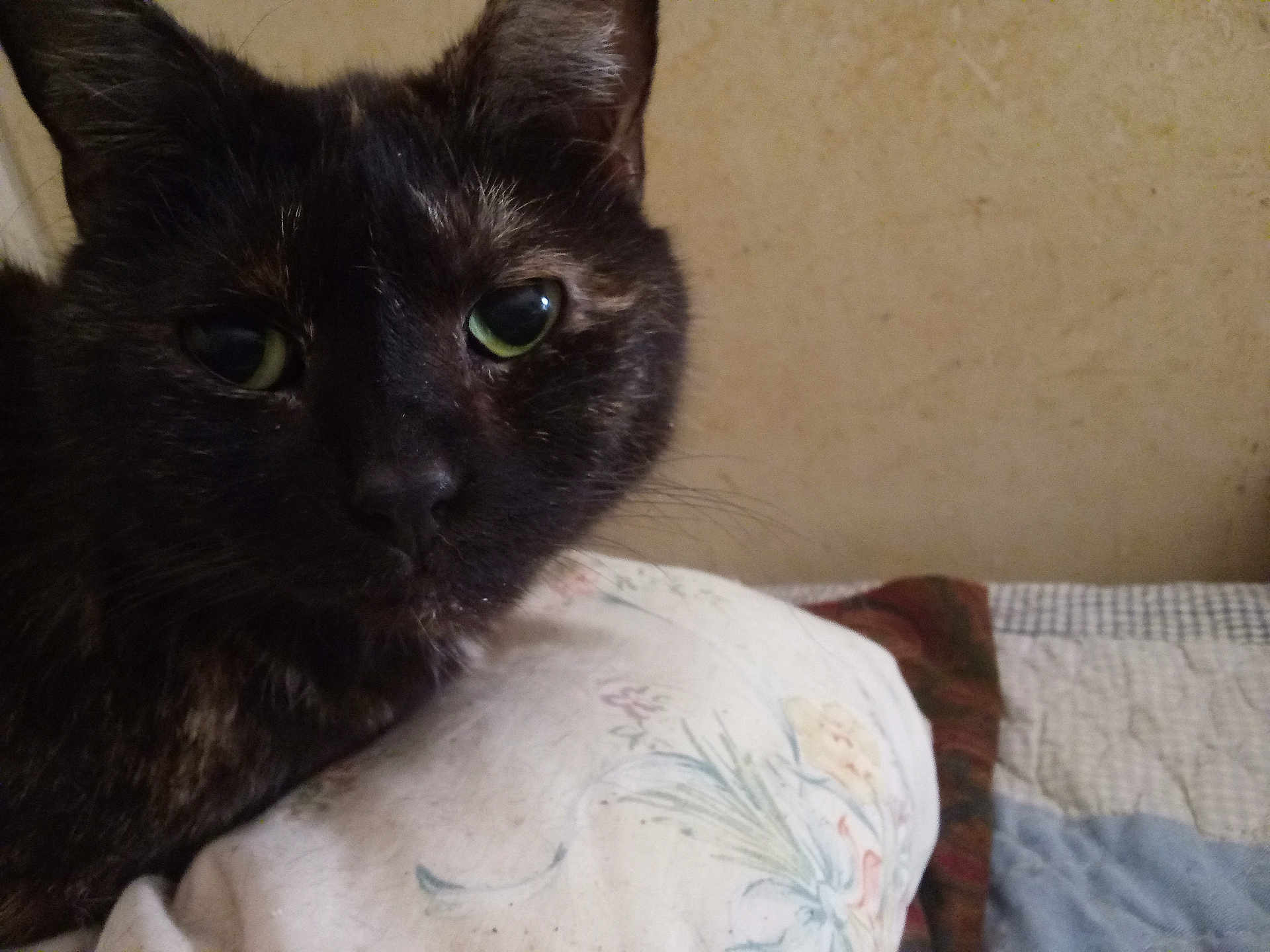 Serabi joined the competition — help win amazing prizes! cat, tortoiseshell_cat, close_up, green_eyes, fur, resting, pillow, floral_pattern, bed, blanket, indoor, wall, domestic_animal, pet, whiskers, face, ear, animal, sleepy, curious