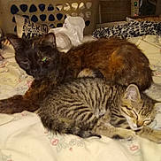 Serabi is registered to the contest to win money with this photo: cat, bed, blanket, sleeping, resting, striped_cat, tortoiseshell_cat, indoor, feline, domestic_animal, animal, pet, cozy, laundry_basket, fabric, home, relaxing, sleep, fur, whiskers