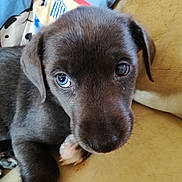 Pantera a rejoint le concours — aidez-le/la à gagner de superbes lots ! beagador, blue_lacy, borador, canidae, carnivore, dog, dog_breed, fawn, labrador_retriever, mammal, nose, patterdale_terrier, puppy, rare_breed_dog, retriever, snout, sporting_group, vertebrate, weimaraner, whiskers