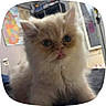 Autumn is registered to the contest to win money with this photo: kitten, cat, fluffy, indoor, curious, cream_color, pet, young, feline, close_up, animal, cute, soft_fur, whiskers, ears, eyes, mouth, background, furniture, map