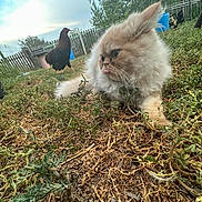 Autumn joined the competition — help win amazing prizes! cat, fluffy, tongue_out, grass, dry, chicken, bird, fence, outdoor, yard, nature, sky, cloudy, animal, pet, curious, rustic, ground, plant, farm