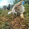 cat, fluffy, tongue_out, grass, dry, chicken, bird, fence, outdoor, yard, nature, sky, cloudy, animal, pet, curious, rustic, ground, plant, farm