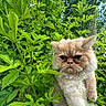 cat, fluffy, grumpy, greenery, leaves, outdoor, nature, plant, fur, pet, animal, closeup, face, whiskers, expression, cute, portrait, tree, branch, background