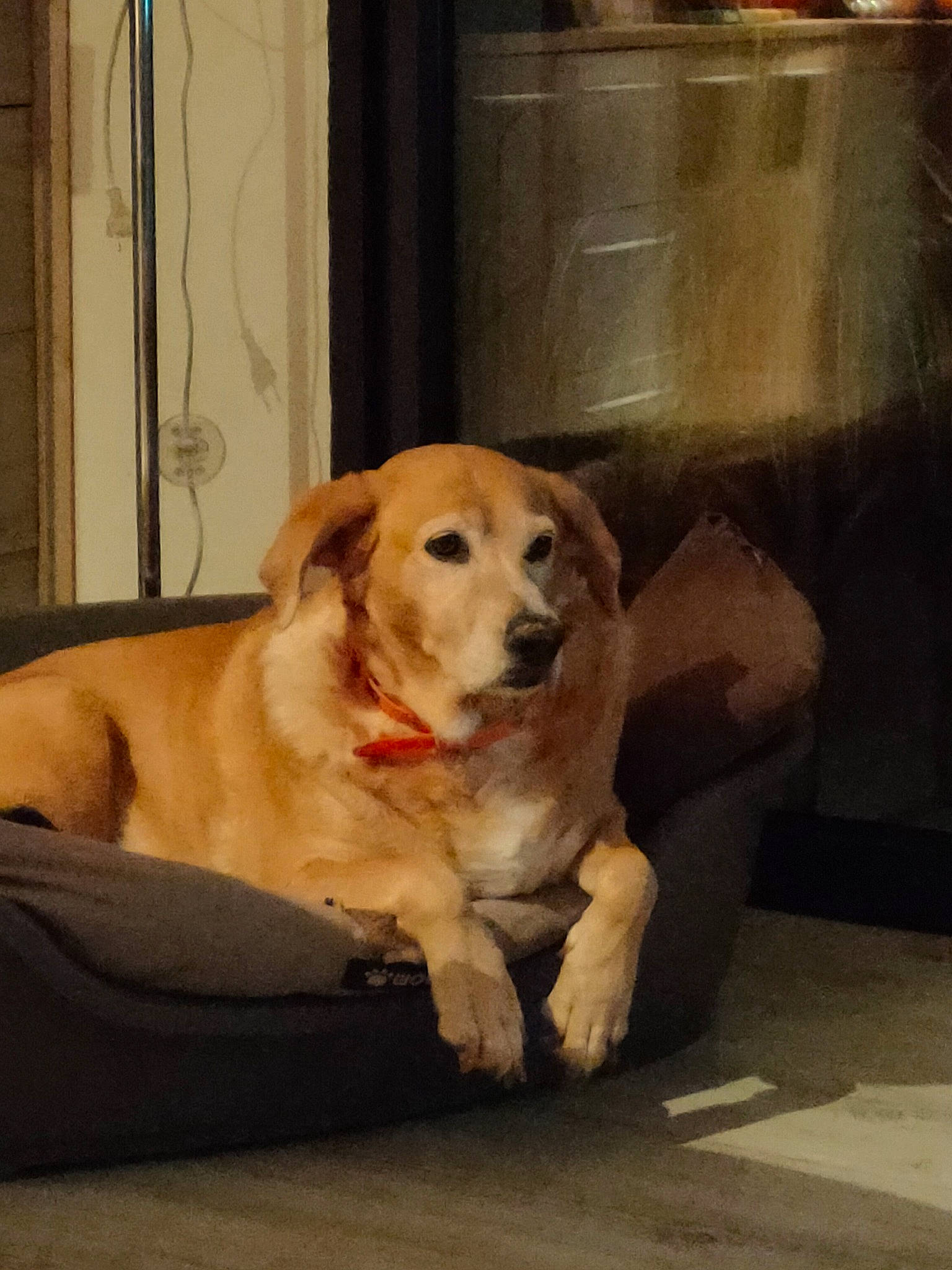 Oslo Ortence a rejoint le concours — aidez-le/la à gagner de superbes lots ! canidae, carnivore, collar, comfort, companion_dog, dog, dog_breed, dog_supply, fawn, floor, flooring, fur, labrador_retriever, paw, puppy, snout, sporting_group, tail, whiskers, working_animal