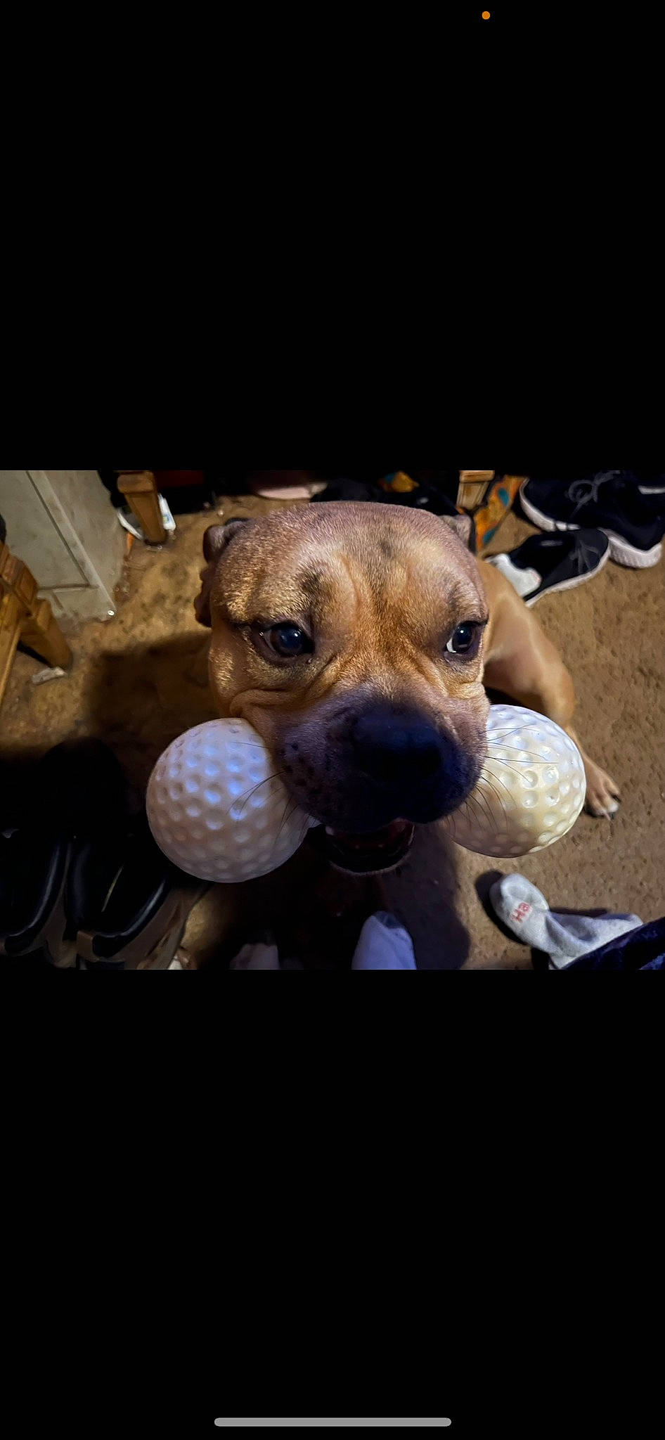 Major joined the competition — help win amazing prizes! art, ball, canidae, carnivore, companion_dog, dog, dog_breed, dog_toy, fawn, fur, paw, plush, snout, sporting_group, stuffed_toy, toy, toy_dog, whiskers, wood, working_animal