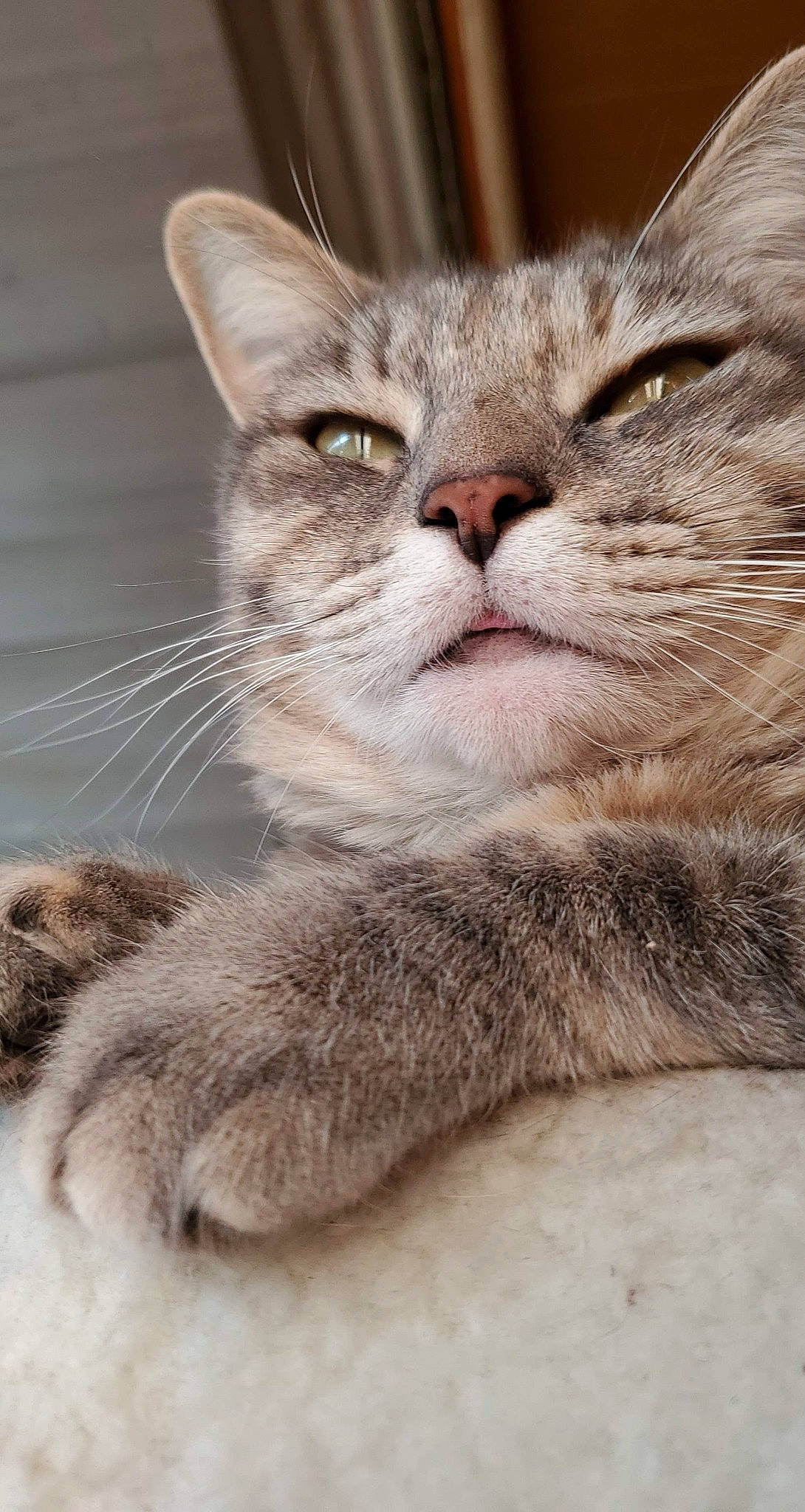 Bug joined the competition — help win amazing prizes! balance, carnivore, cat, claw, close_up, comfort, domestic_short_haired_cat, felidae, fur, grey, paw, small_to_medium_sized_cats, snout, terrestrial_animal, whiskers