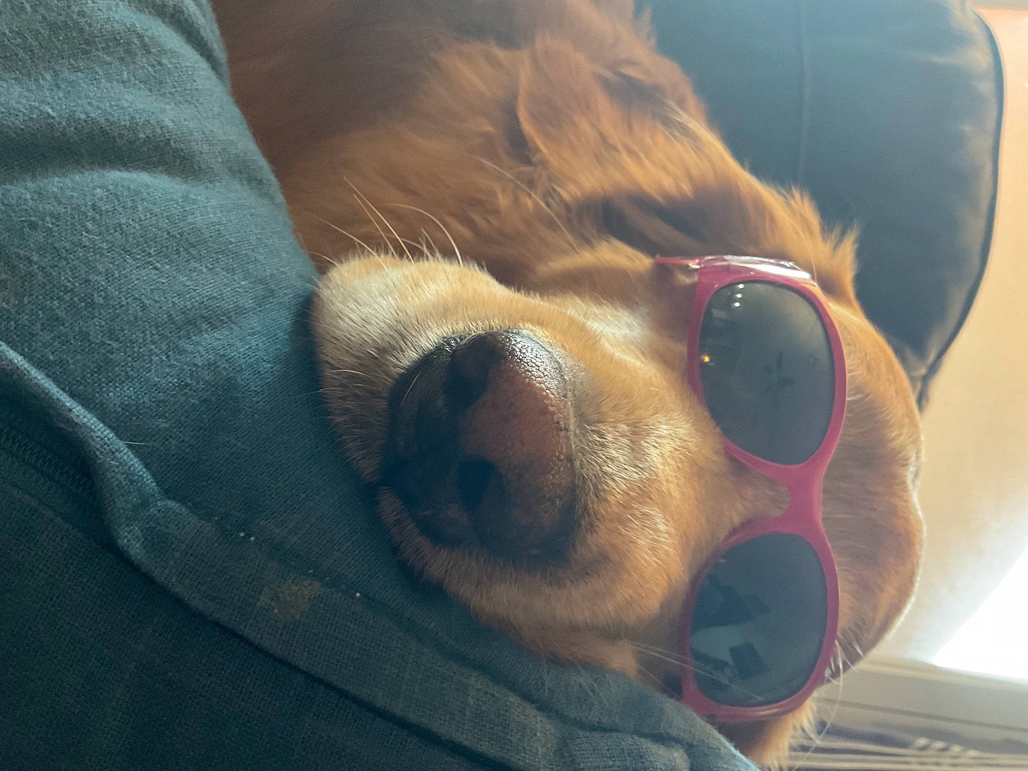 Apollo is registered to the contest to win money with this photo: canidae, carnivore, comfort, companion_dog, dog, dog_breed, dog_supply, ear, eyewear, fawn, fur, goggles, nose, paw, selfie, snout, sporting_group, stuffed_toy, whiskers, working_animal