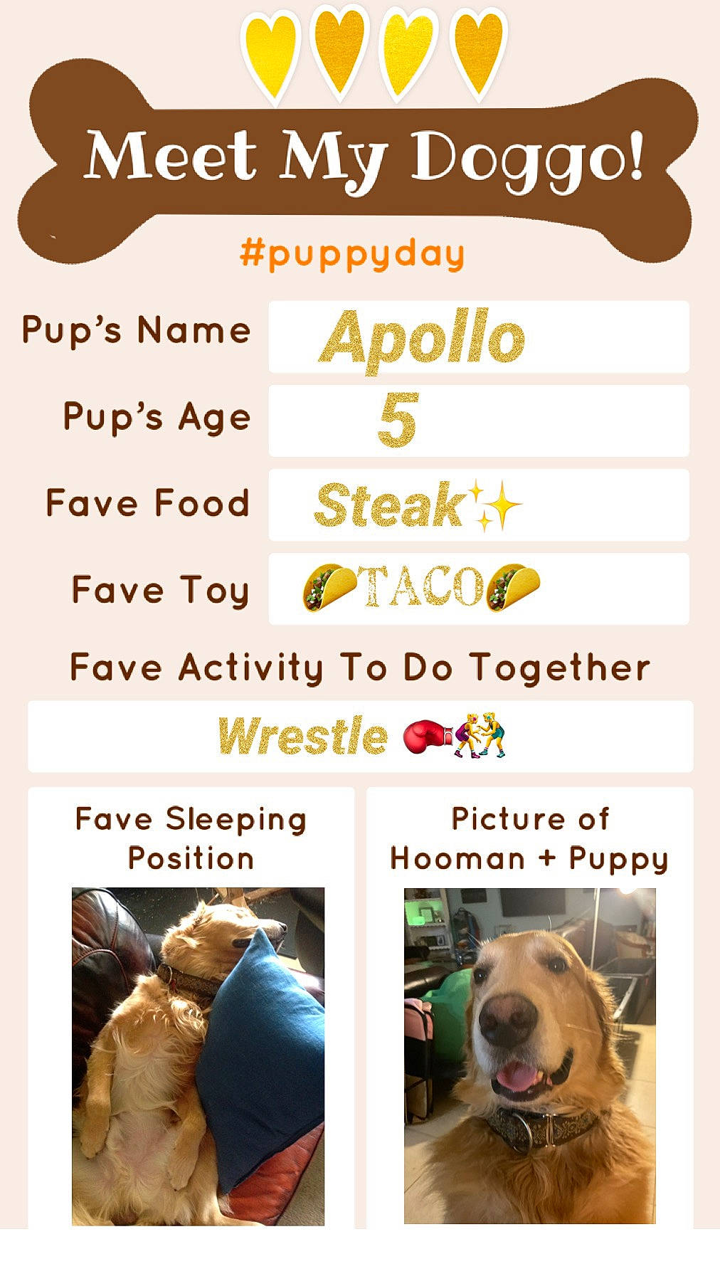 Apollo is registered to the contest to win money with this photo: advertising, collar, companion_dog, dog, dog_breed, dog_supply, font, fur, guard_dog, happy, photo_caption, poster, product, retriever, screenshot, working_animal, working_dog