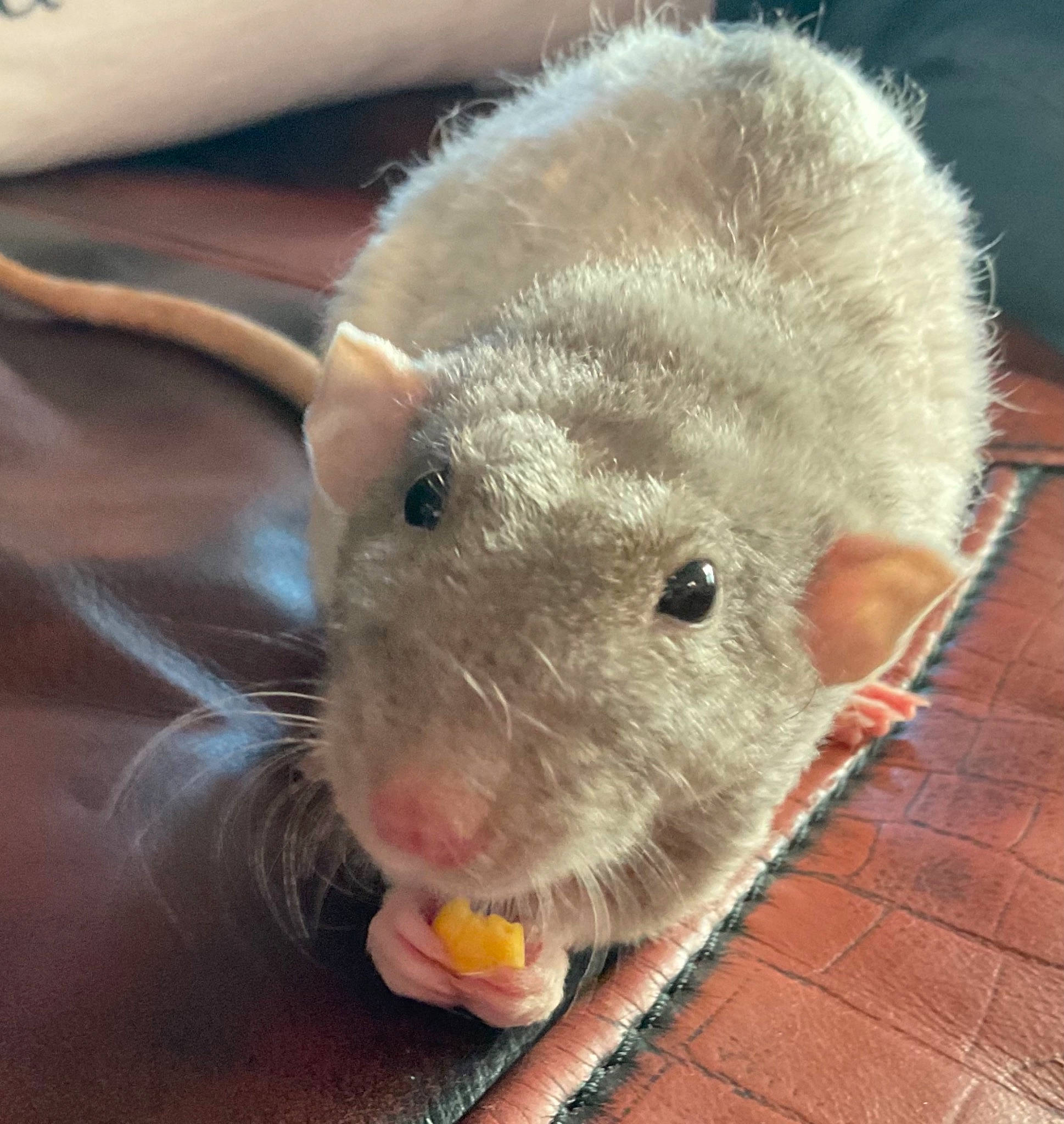 Bear joined the competition — help win amazing prizes! ear, fawn, fiber, flooring, foot, fur, hamster, livestock, mouse, muroidea, rabbits_and_hares, rodent, sheep, snout, terrestrial_animal, vegetable, whiskers, wood, wool