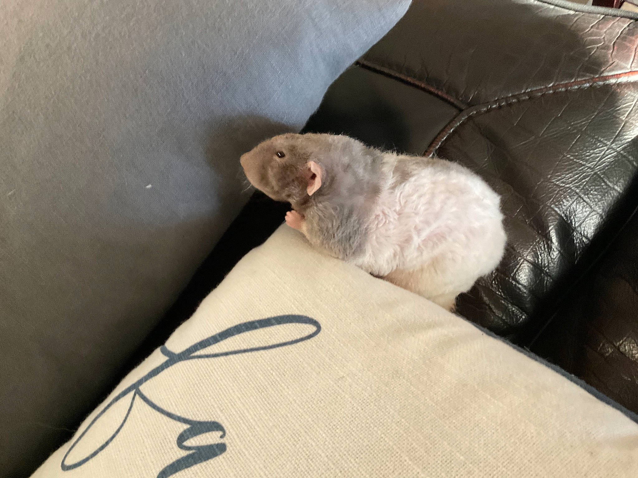 Bear is registered to the contest to win money with this photo: carnivore, comfort, companion_dog, dog_breed, domestic_short_haired_cat, fawn, feather, felidae, foot, fur, grey, hardwood, linens, paw, small_to_medium_sized_cats, snout, stuffed_toy, tail, whiskers, wood