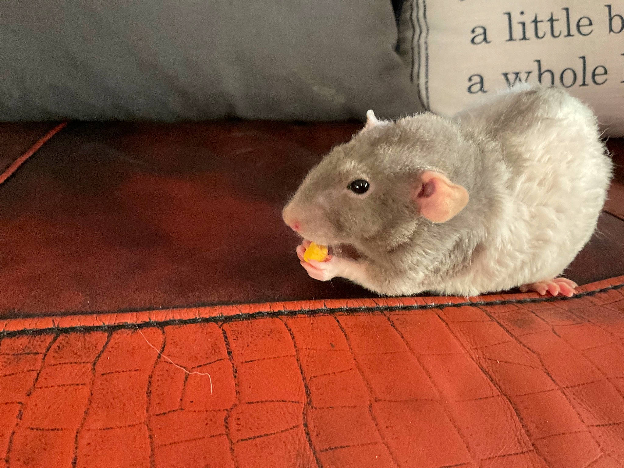 Bear joined the competition — help win amazing prizes! fawn, flooring, foot, fur, hamster, hardwood, livestock, marsupial, mouse, muridae, muroidea, pest, plant, rodent, snout, tail, terrestrial_animal, whiskers, wood, wool