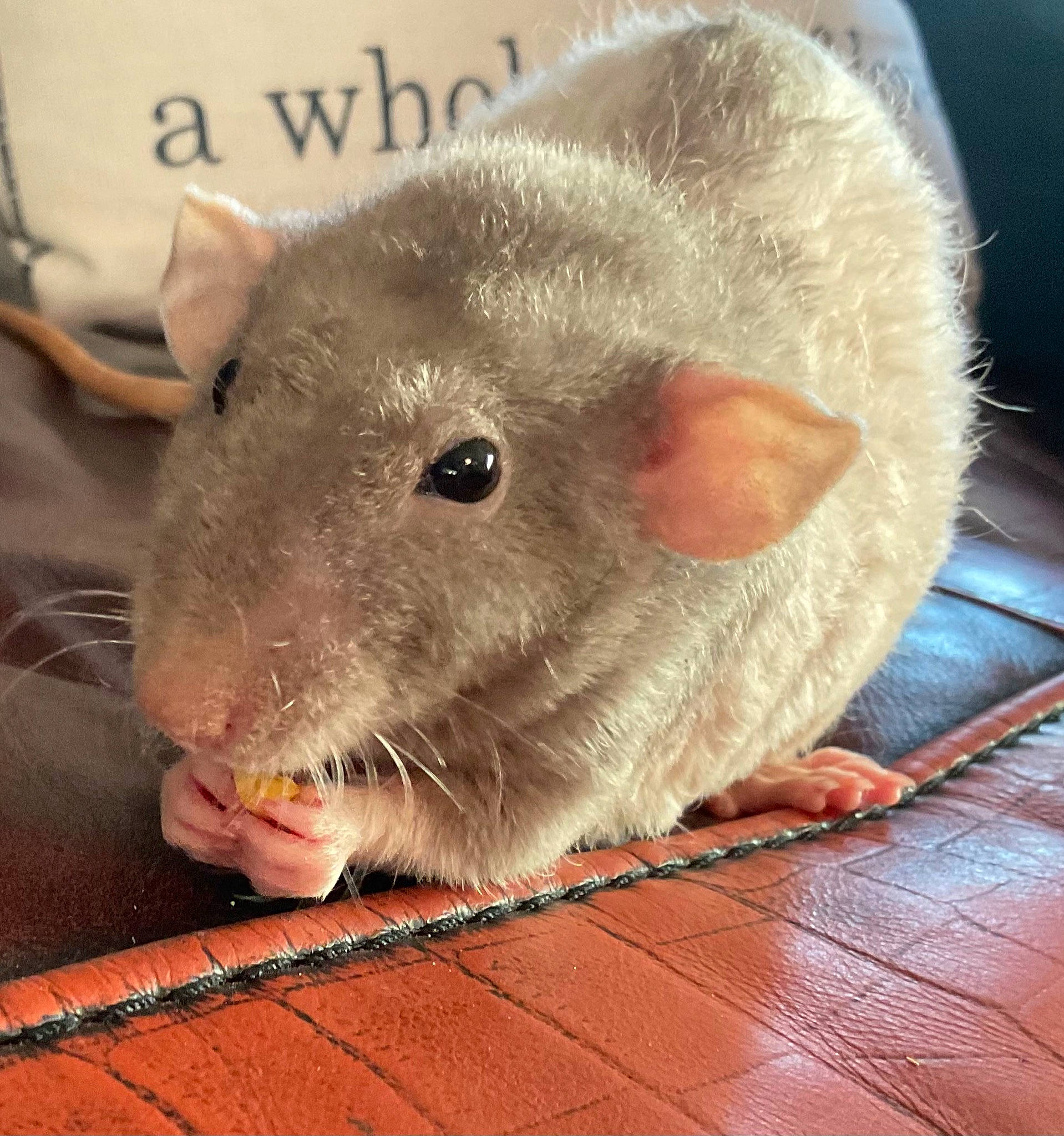 Bear is registered to the contest to win money with this photo: biting, claw, fawn, foot, fur, gerbil, hamster, mouse, muridae, muroidea, packrats, paw, pest, rat, rodent, snout, terrestrial_animal, whiskers, white_footed_mice, wood