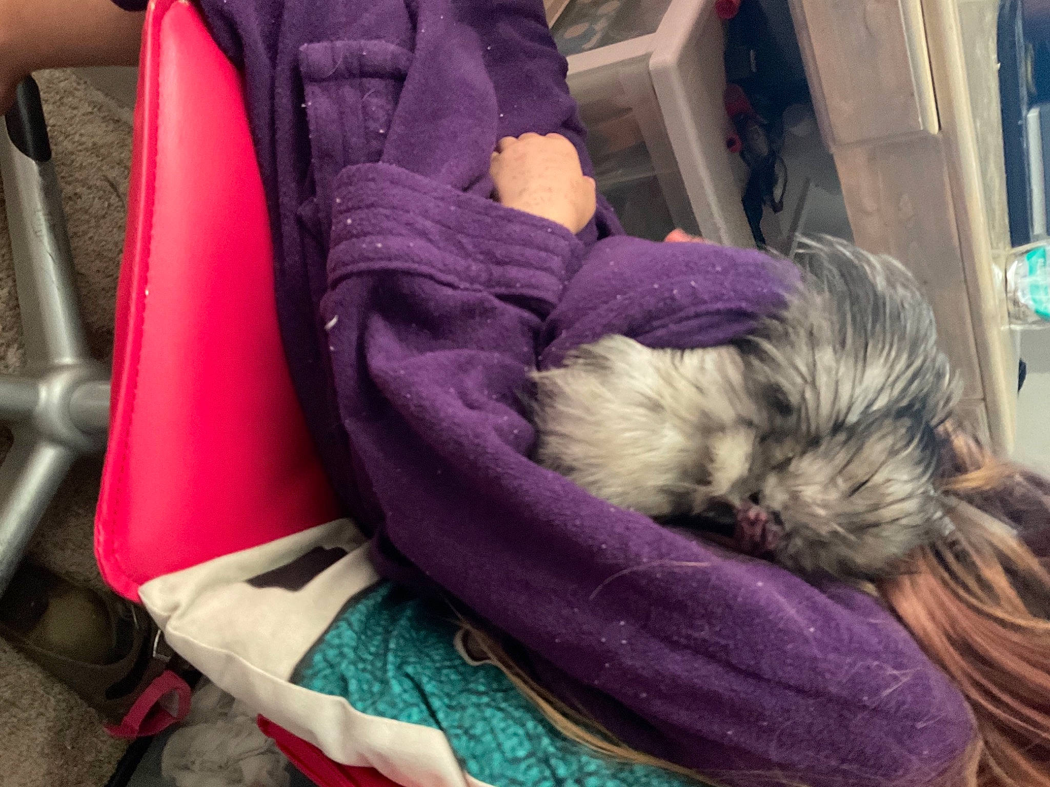 River joined the competition — help win amazing prizes! auto_part, car_seat, comfort, companion_dog, dog, fashion_accessory, felidae, fur, head_restraint, knitting, linens, magenta, mammal, purple, room, sitting, tail, terrier, vehicle_door, wool