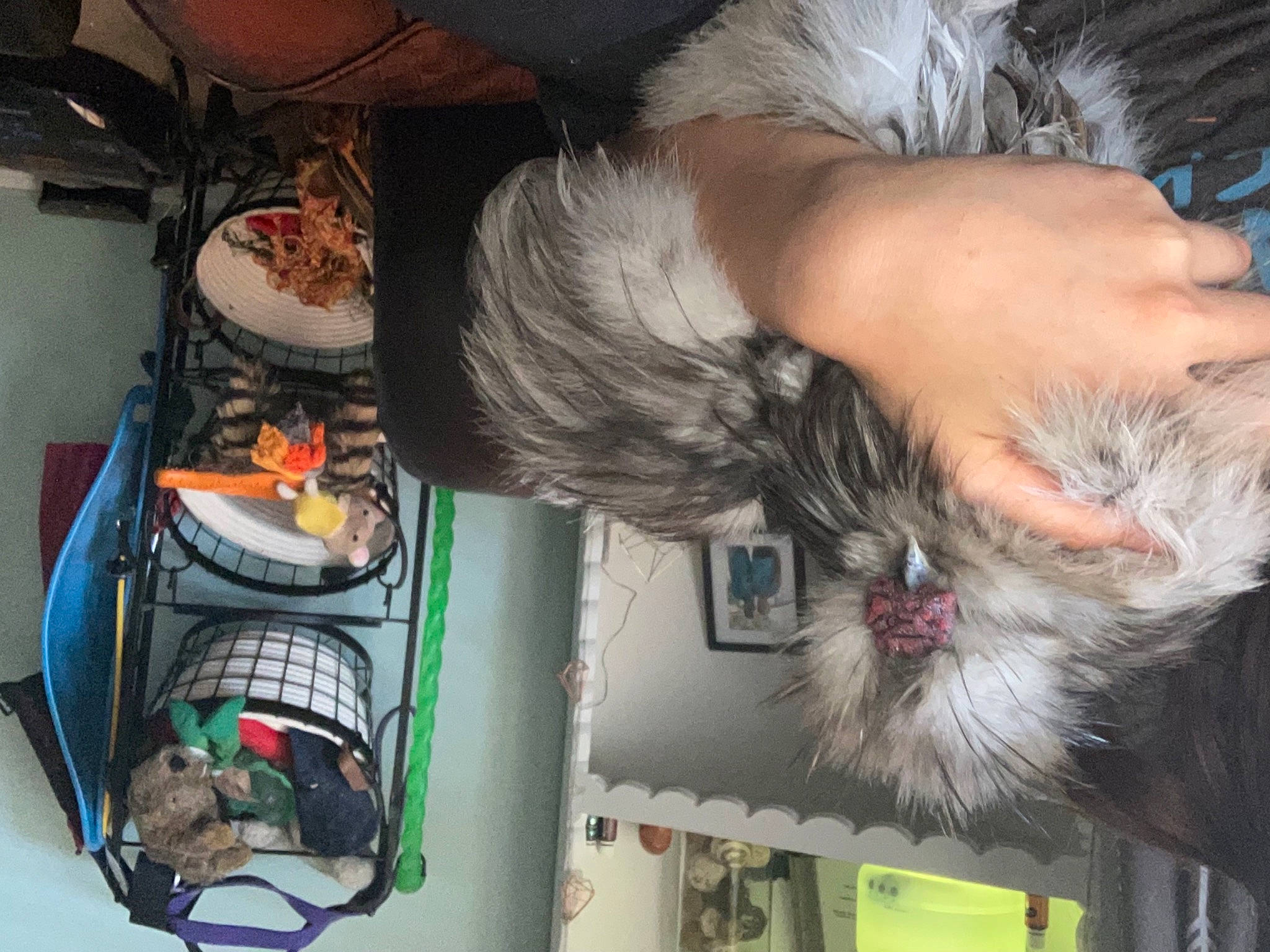 River is registered to the contest to win money with this photo: bag, baggage, canidae, companion_dog, dog_breed, electrical_wiring, feather, felidae, flesh, foot, fun, fur, human_leg, luggage_and_bags, nail, small_to_medium_sized_cats, snout, sporting_group, tail, wrist