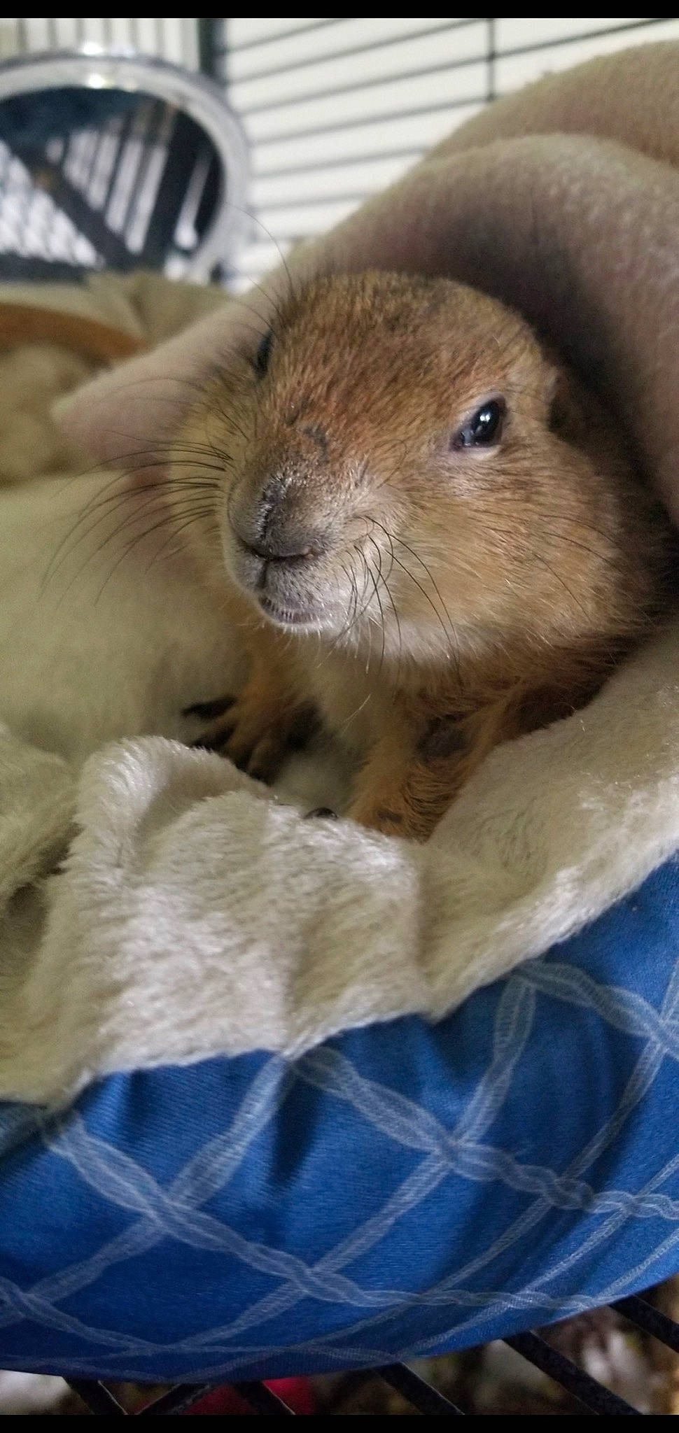Doug is registered to the contest to win money with this photo: comfort, domestic_rabbit, fawn, fur, guinea_pig, hamster, liver, rabbit, rabbits_and_hares, rodent, snout, terrestrial_animal, whiskers, wildlife