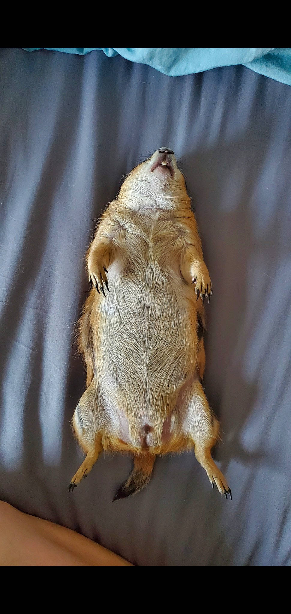 Doug is registered to the contest to win money with this photo: arthropod, bat, beak, claw, fur, insect, invertebrate, little_brown_myotis, macro_photography, moth, moths_and_butterflies, mouse, pest, pollinator, tail, terrestrial_animal, whiskers, wing, wood