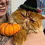 Otis is registered to the contest to win money with this photo: cat, closeup, costume, cute, face, fluffy_cat, ginger_cat, glasses, halloween, hat, holding, indoor, knitted_hat, orange, person, pet, piercing, pumpkin, smiling_person, tattoo