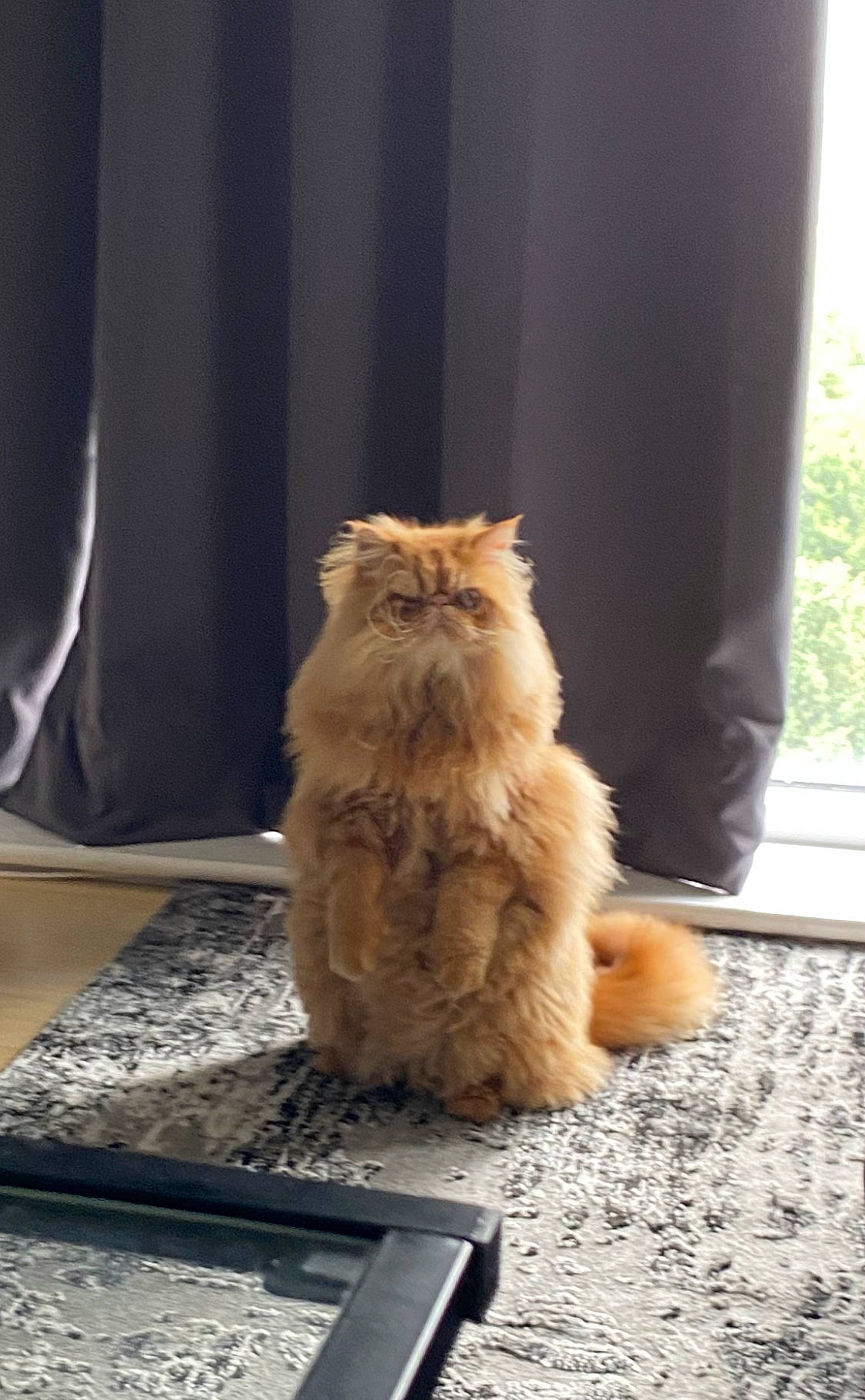 Otis is registered to the contest to win money with this photo: british_longhair, carnivore, cat, claw, companion_dog, computer, fawn, felidae, flooring, fur, laptop, personal_computer, plant, small_to_medium_sized_cats, snout, tail, terrestrial_animal, whiskers, window, wood