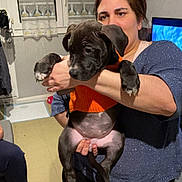 Bella participe au concours pour gagner de l'argent avec cette photo : woman, puppy, dog, indoor, holding, orange_sweater, window, curtains, television, carpet, person, floor, sitting, clothing, home, sleeves, hand, furniture, casual, living_room