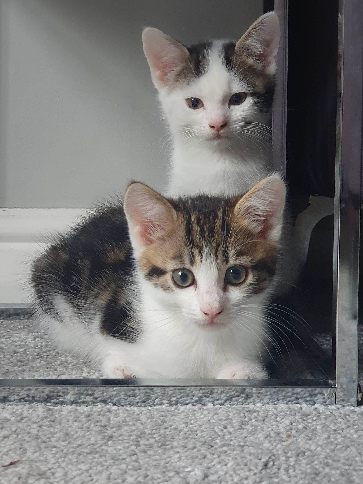 Bob joined the competition — help win amazing prizes! box, carnivore, cat, domestic_short_haired_cat, felidae, fur, mammal, paw, pet_supply, photo_caption, small_to_medium_sized_cats, snout, tail, vertebrate, whiskers, window