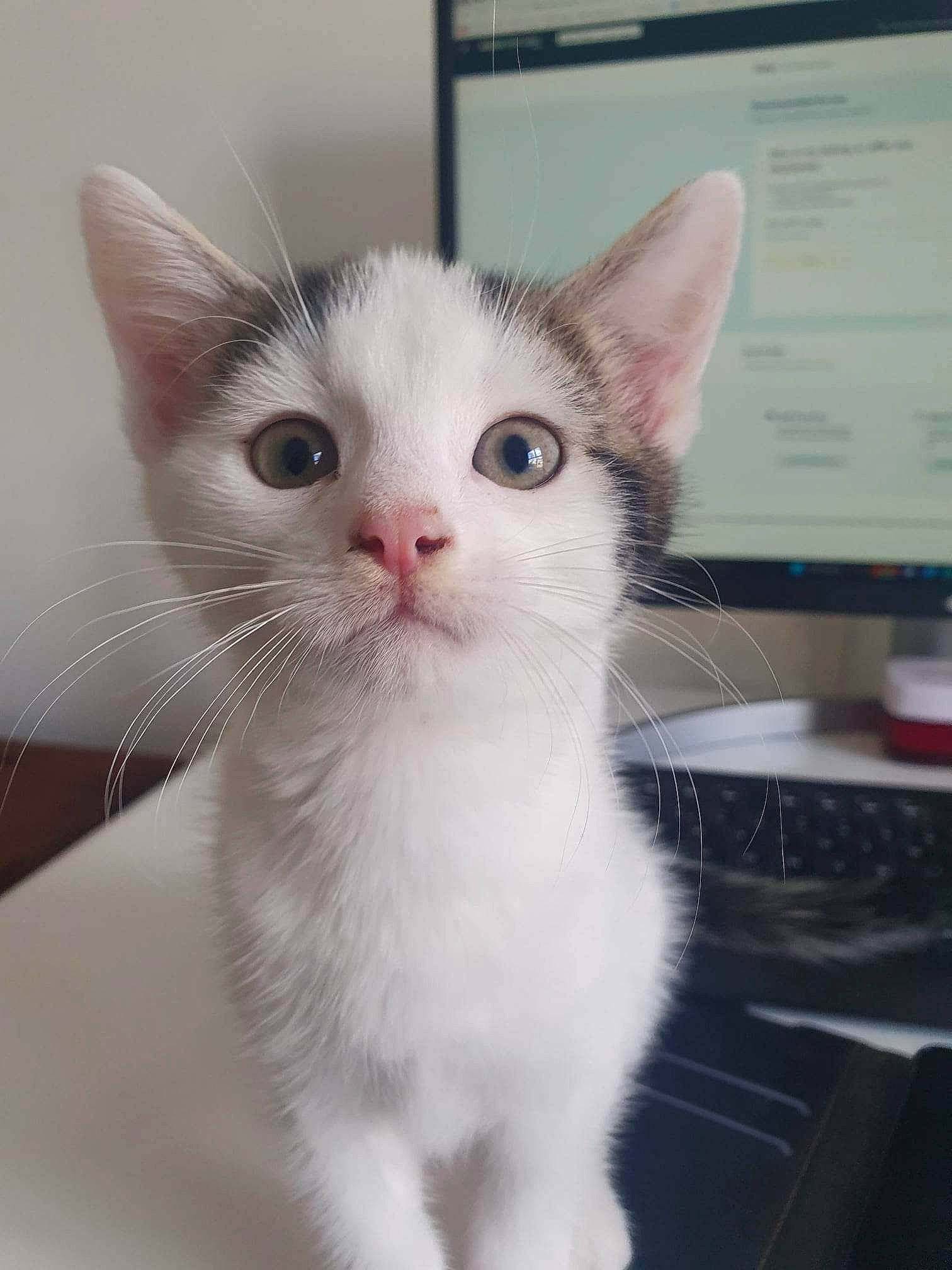 Bob is registered to the contest to win money with this photo: carnivore, cat, computer_keyboard, computer_monitor, domestic_short_haired_cat, felidae, fur, input_device, paw, peripheral, small_to_medium_sized_cats, snout, tail, whiskers, window