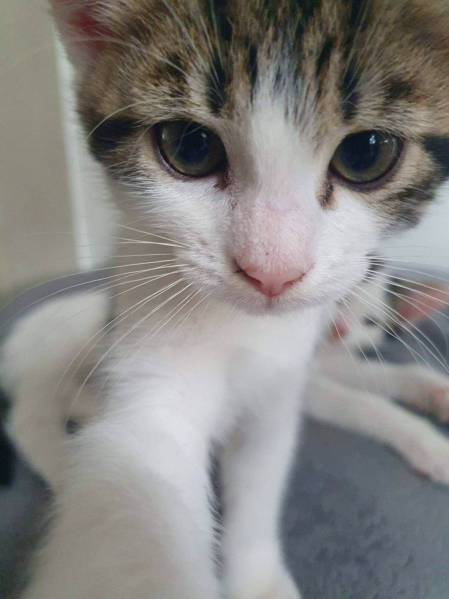 Vinny joined the competition — help win amazing prizes! carnivore, cat, domestic_short_haired_cat, felidae, fur, paw, small_to_medium_sized_cats, snout, terrestrial_animal, whiskers