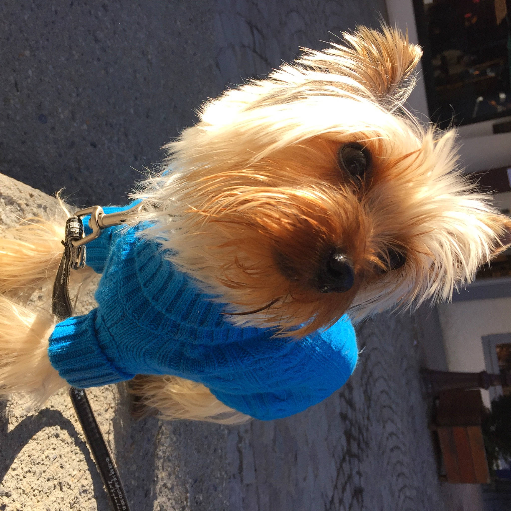 Benji participe au concours pour gagner de l'argent avec cette photo : bookcase, carnivore, collar, companion_dog, dog, dog_breed, dog_clothes, dog_collar, dog_supply, electric_blue, fashion_accessory, fawn, fur, shelf, small_terrier, sporting_group, terrier, toy_dog, welsh_terrier, working_animal