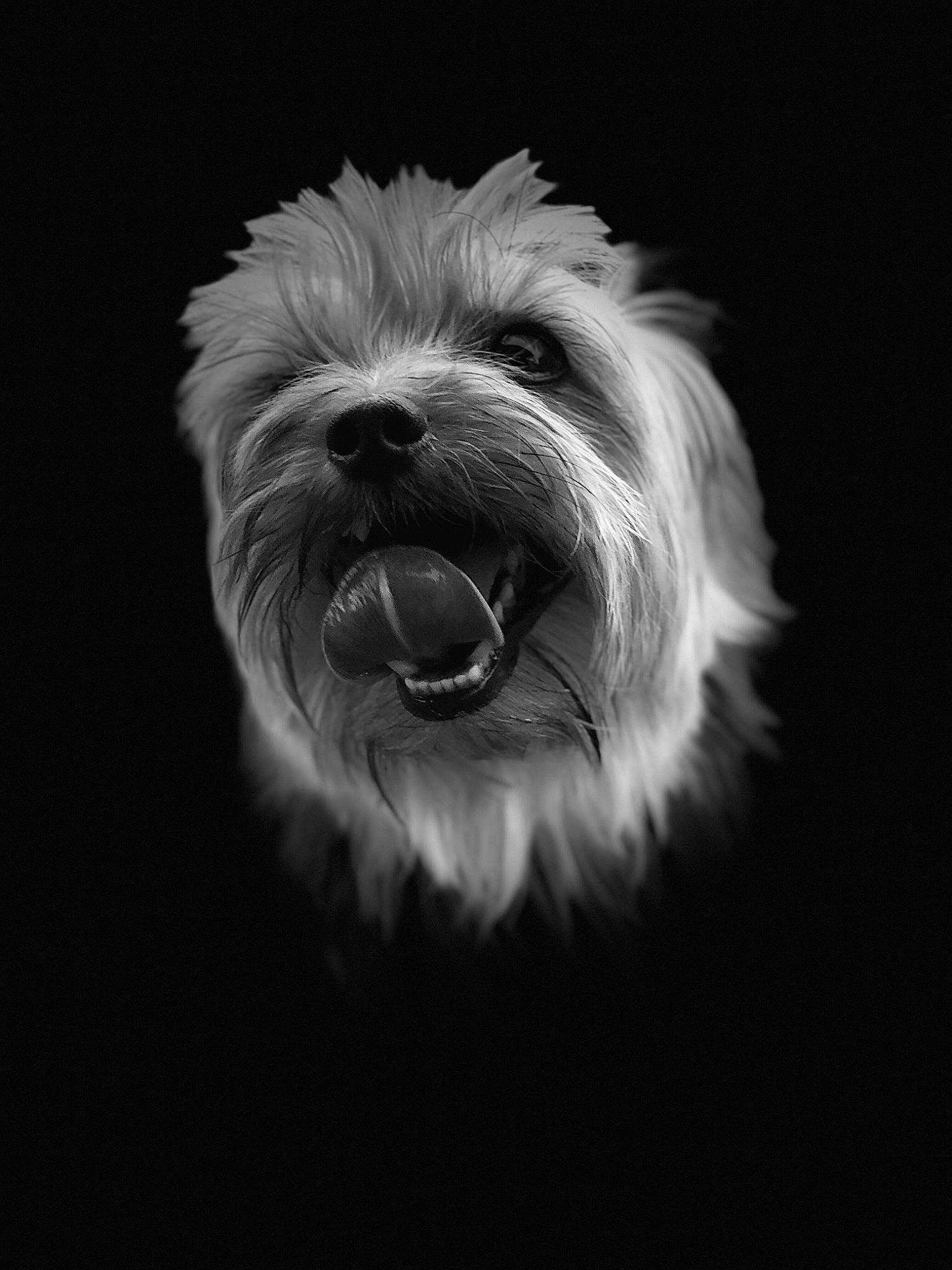 Benji participe au concours pour gagner de l'argent avec cette photo : biewer_terrier, canidae, carnivore, companion_dog, darkness, dog, dog_breed, maltepoo, monochrome, monochrome_photography, non_sporting_group, puppy, small_terrier, sporting_group, still_life_photography, terrier, toy_dog, water_dog, yorkipoo