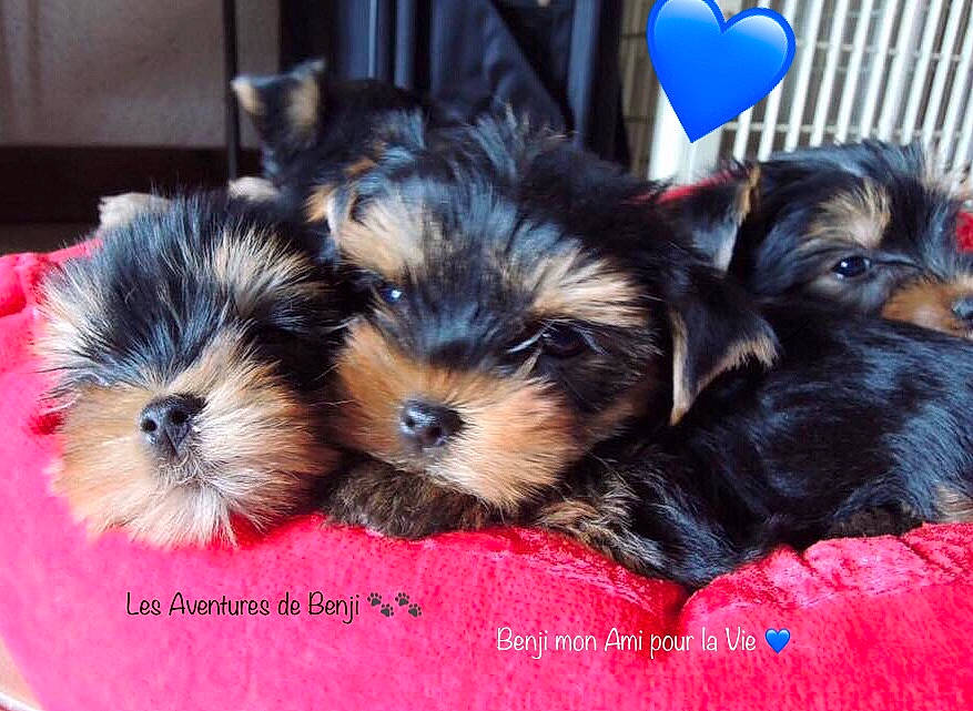 Benji participe au concours pour gagner de l'argent avec cette photo : balloon, canidae, carnivore, companion_dog, dog, dog_breed, dog_supply, event, fur, holiday, maltepoo, non_sporting_group, pet_supply, sharing, small_terrier, snout, terrier, toy_dog, working_animal, yorkipoo