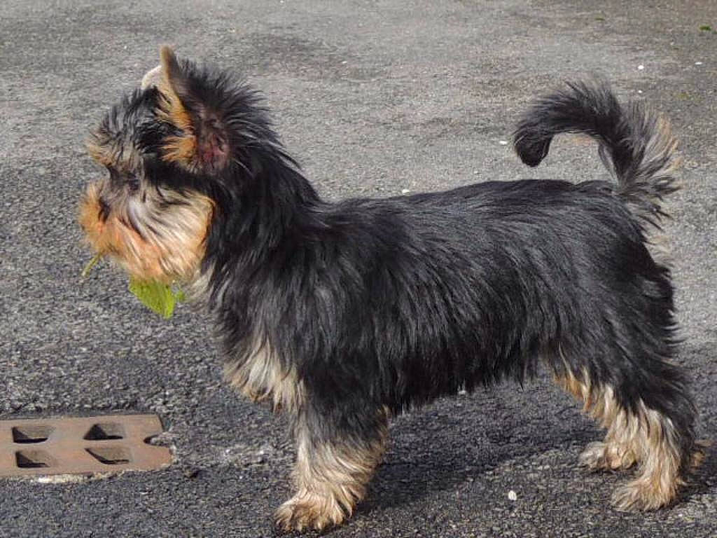 Benji participe au concours pour gagner de l'argent avec cette photo : biewer_terrier, canidae, carnivore, companion_dog, dog, dog_breed, foot, fur, grass, paw, small_terrier, snout, sporting_group, tail, terrestrial_animal, terrier, toy_dog, working_animal, working_dog, yorkipoo